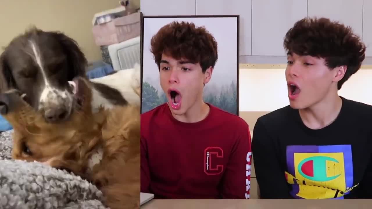 The CUTEST Animals on the planet