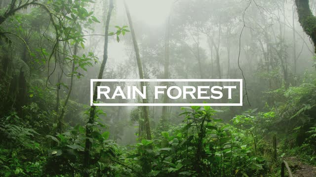 RAIN in FOREST | 2 HOURS