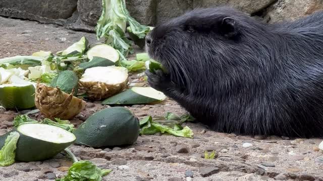 beaver-feeding-on-fruit-in-a-zoo