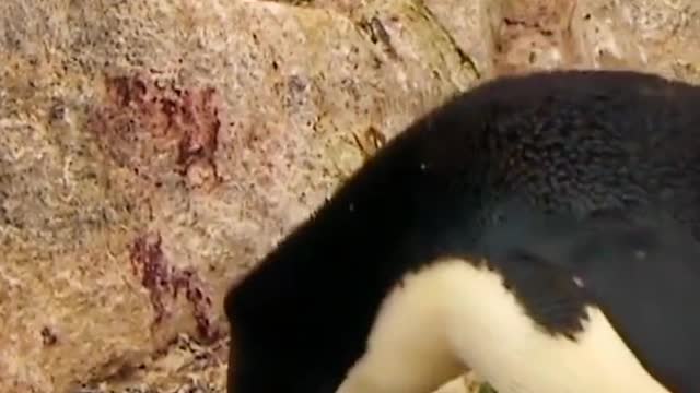 Penguin baby's birthday today, mother feeding