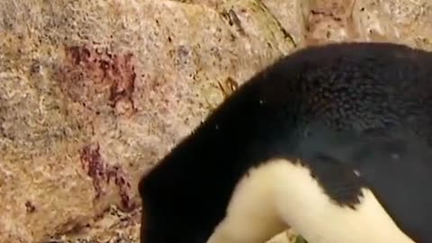 Penguin baby's birthday today, mother feeding