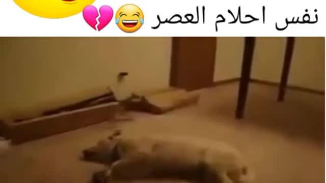 dog dream