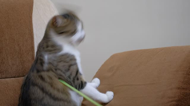 Pet proprietor playing with a charming feline 2021