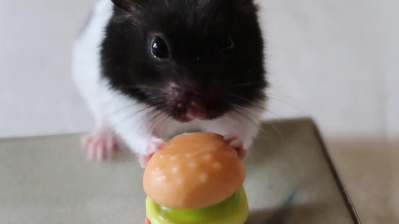 Hamster eats hamburger