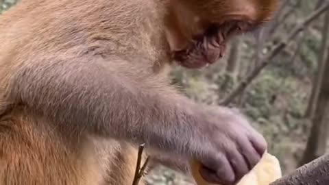 #monkey video 2022 #shorts