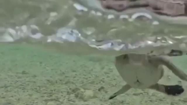 Two sea turtles swimming in clear water.