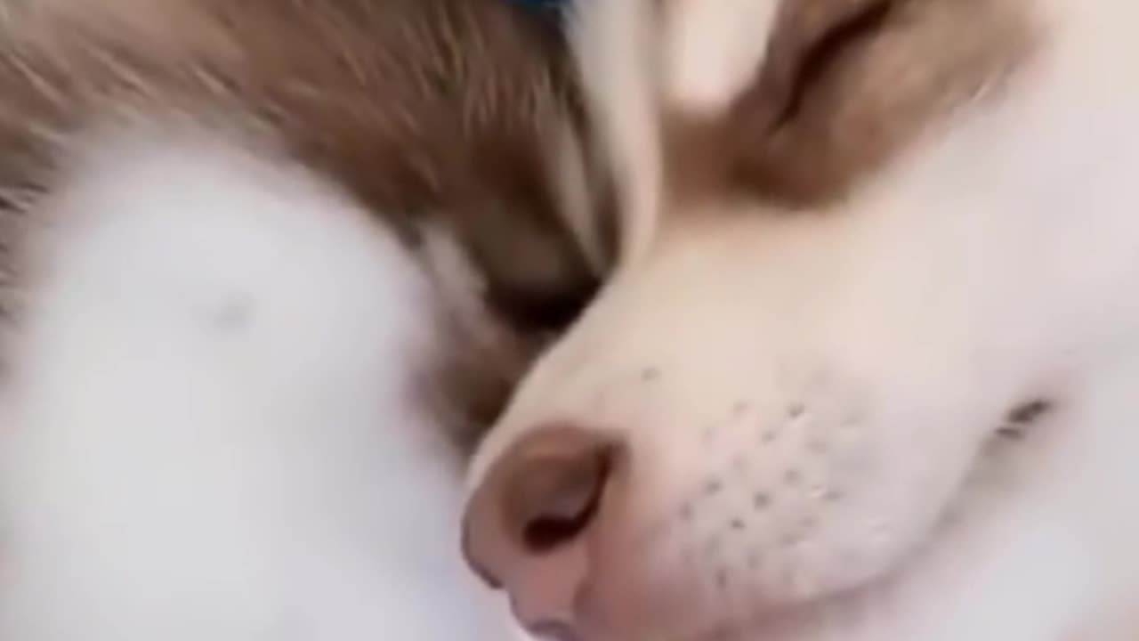 Cute husky puppies sleeping