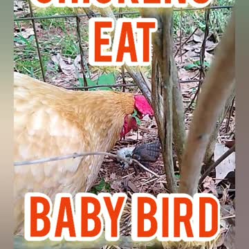 Chickens Eat Baby Bird