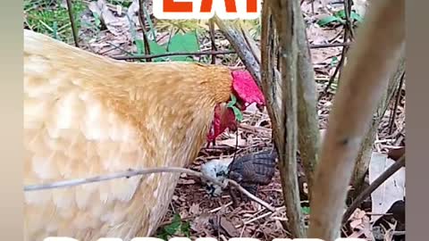 Chickens Eat Baby Bird