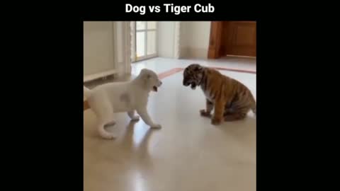 Puppy vs Tiger Cub Fight 🦮🐅