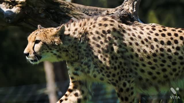 close-up-video-of-a-walking-cheetah