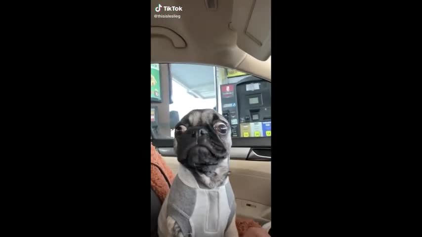 Funniest and Cutest Pug Dog Videos Compilation 2020 - Cutest Puppy #11