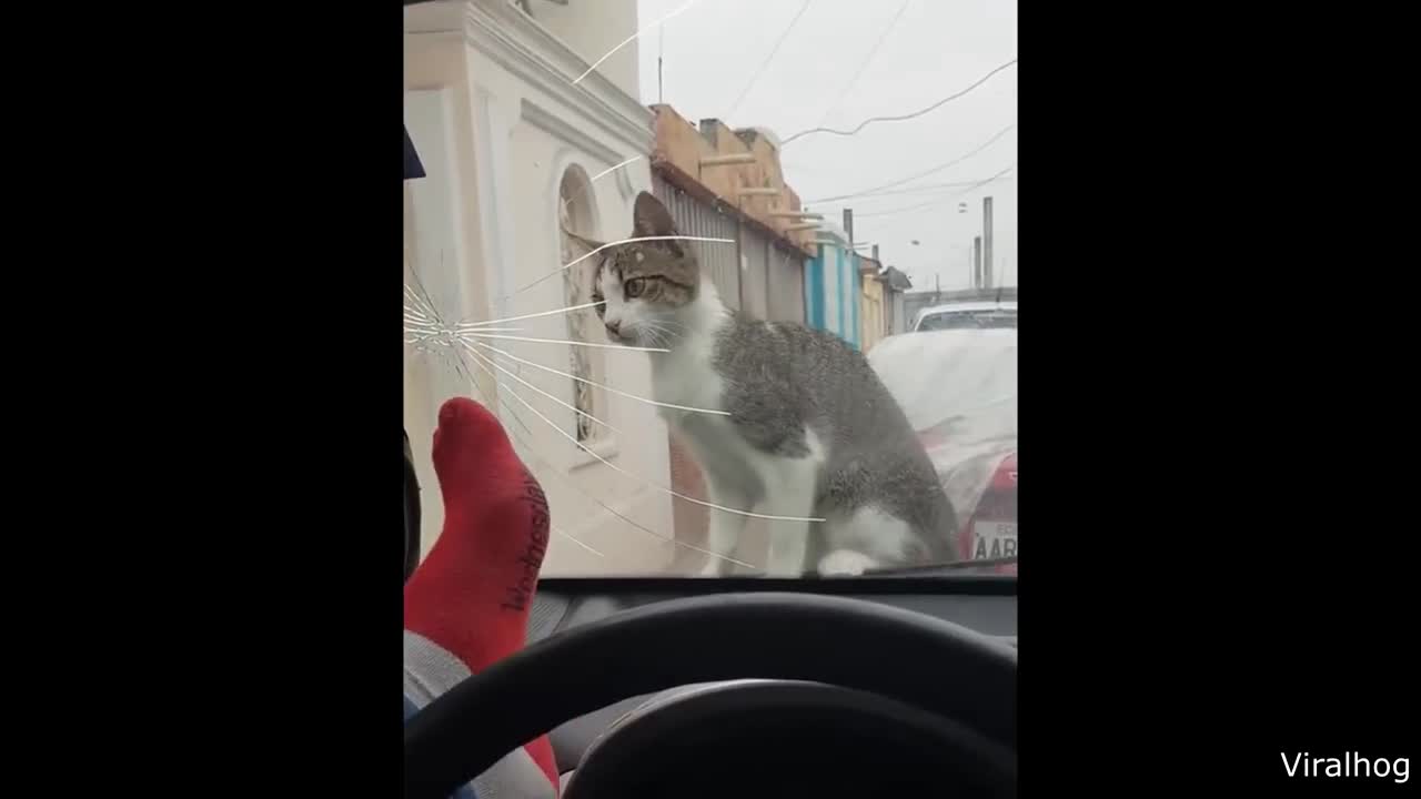 Cute kitten breaking windscreen