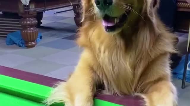 Puppy playing billiards