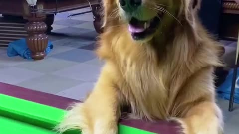 Puppy playing billiards