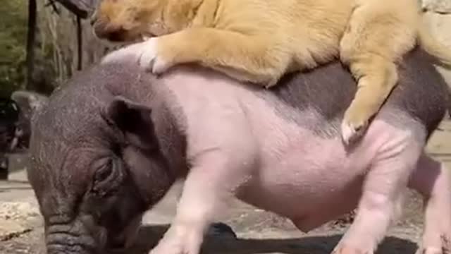 A puppy exploits a piglet