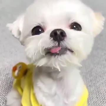 EU TE AMO DOGUINHO COMENDO PAPINHA, EU TE AMO