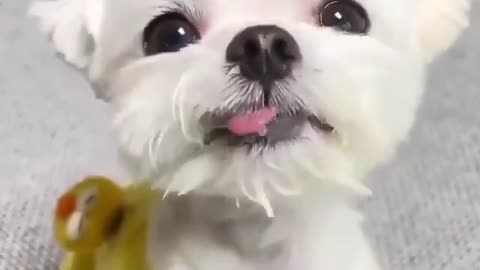EU TE AMO DOGUINHO COMENDO PAPINHA, EU TE AMO