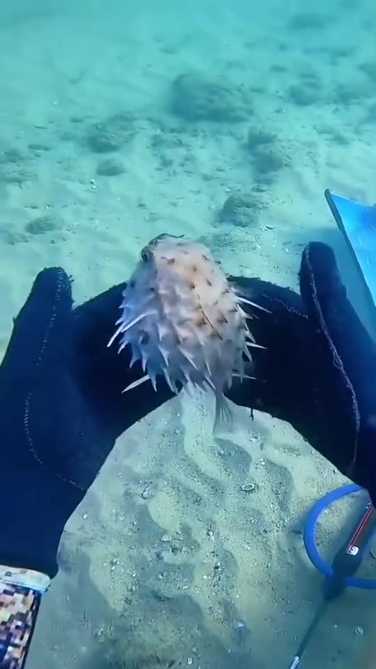 Puffer fish