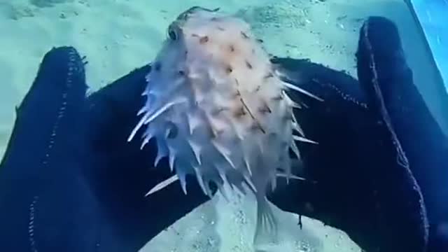 Puffer fish