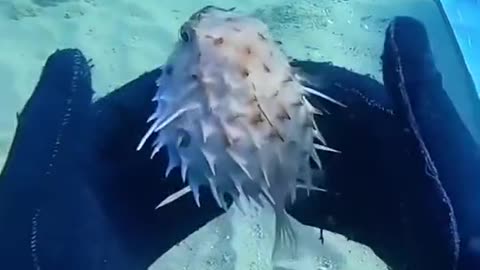 Puffer fish