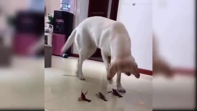 Cute_Funny_dog_video