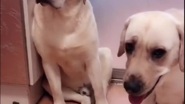 Funny Labrador Dogs