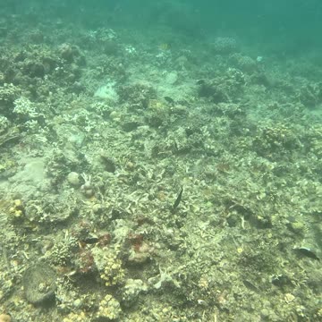 Snorkeling Adventure in the Pristine Waters of Once Islas, Zamboanga.