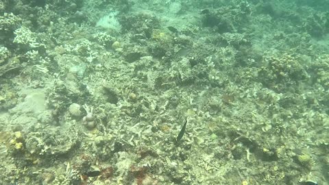 Snorkeling Adventure in the Pristine Waters of Once Islas, Zamboanga.