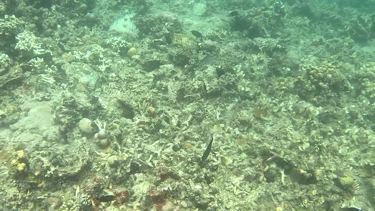 Snorkeling Adventure in the Pristine Waters of Once Islas, Zamboanga.