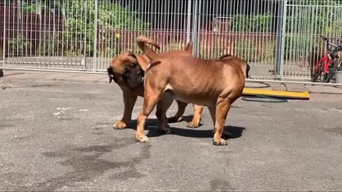 A dog that provokes war