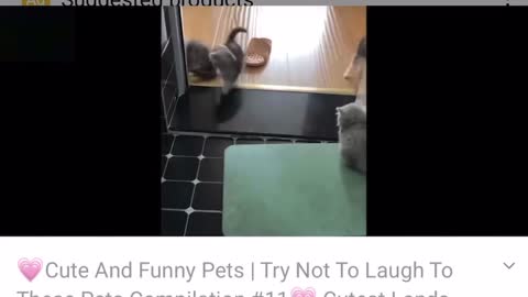 Funny my pet cat