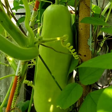 Growing Bottle Gourd 2024