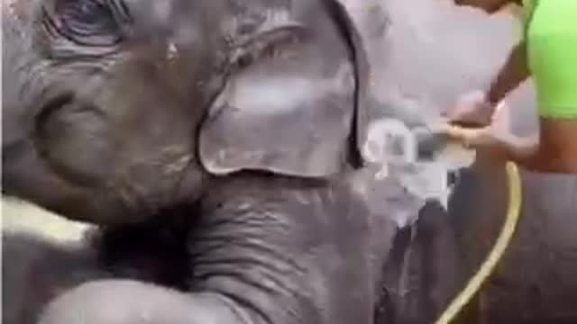 Did you Knew This About A Elephant?