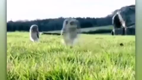 Owls Attack