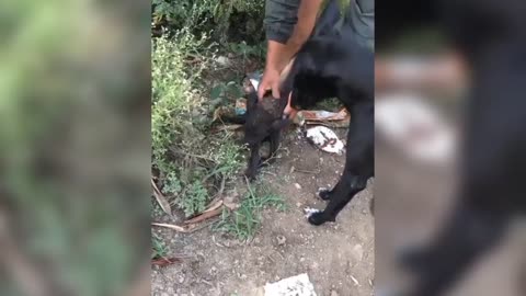 accident 😢 video _ Dog Rip 😭 video _ dog _ #shorts #puppy #dogs