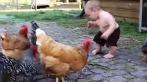 funny chicken videos