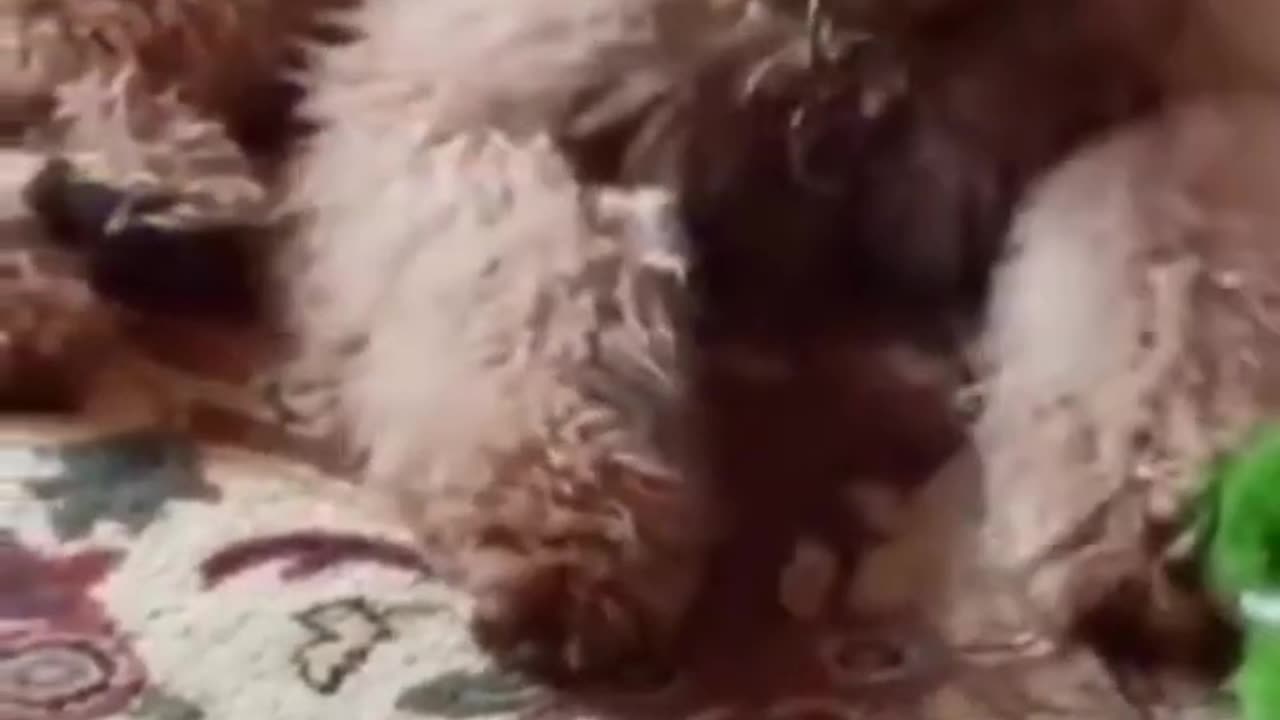 Funniest animals