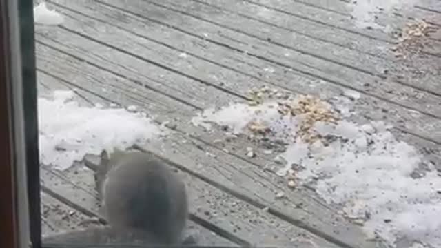 squirrel gathers food before the snow