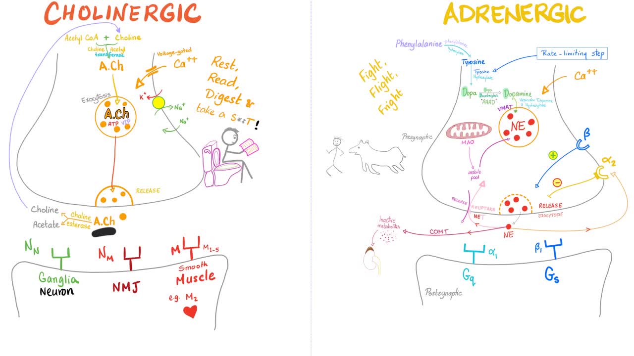 Cholinergic vs Adrenergic (Autonomic Nervous System Physiology)