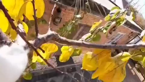 PUTTING CAMERA ON TO A CAT, MAKE SURE YOU SEE THE END,