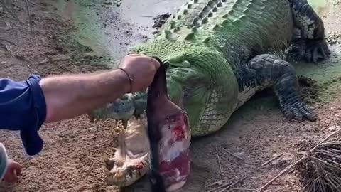 Giant crocodile loses a tooth 😳 🐊