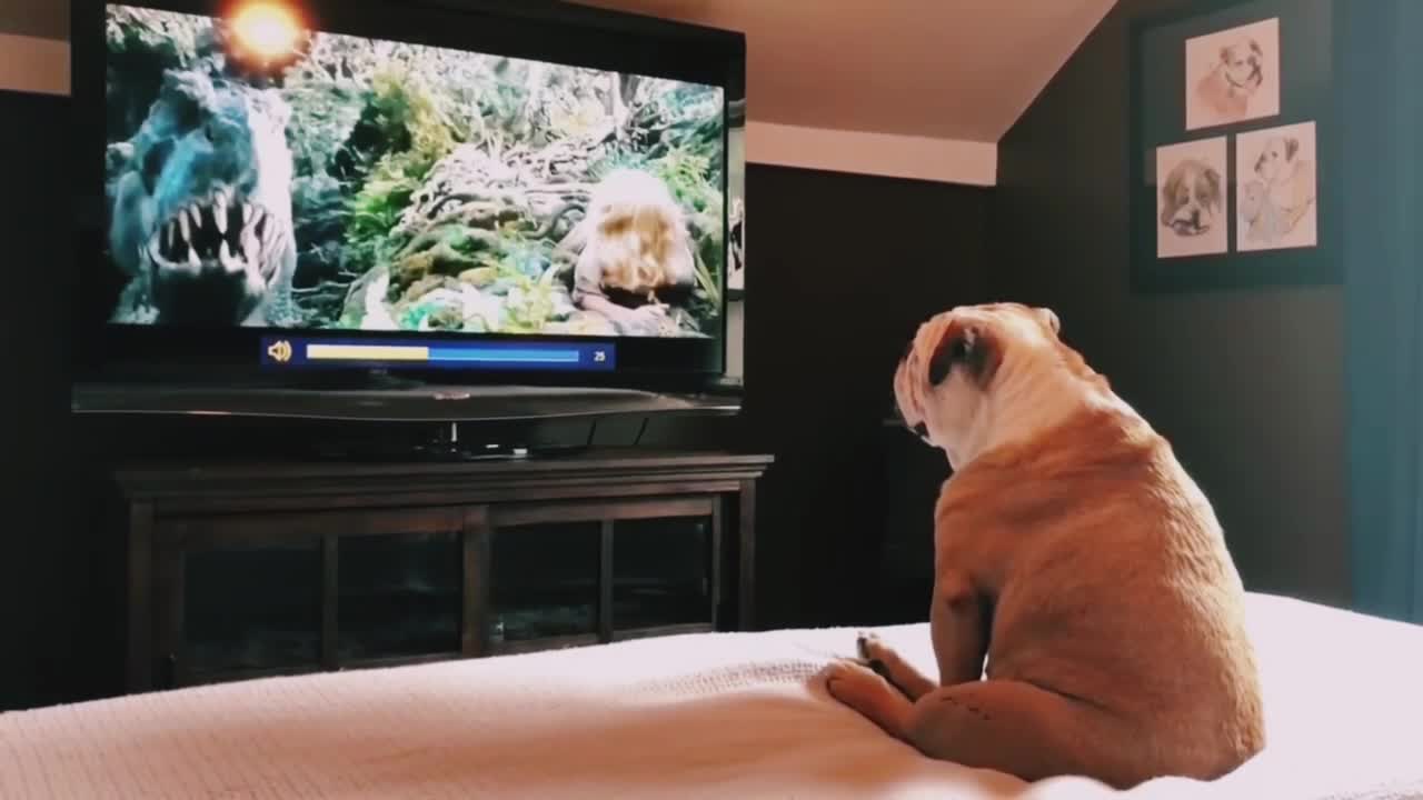 Bulldog Has Incredible Reaction To Actress comic video