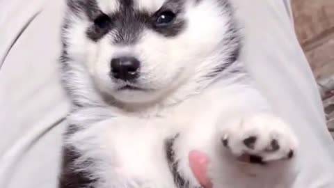 Cute Husky Compilation