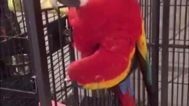 Groovy Parrot in action