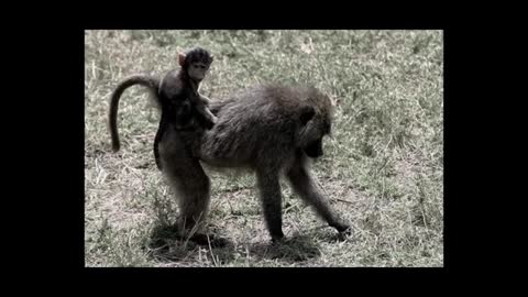 Baboons Most Intelligent Animals On Earth