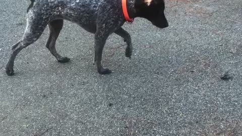 Dog is frozen in front of bird