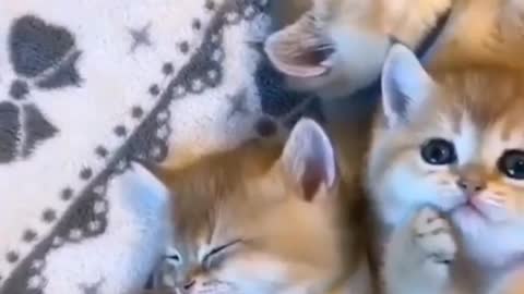 Cat cutie pies