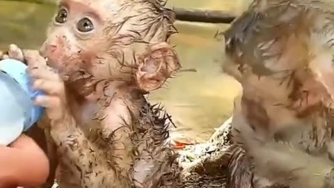 Baby monkey | Cute Animals | Cute monkey |