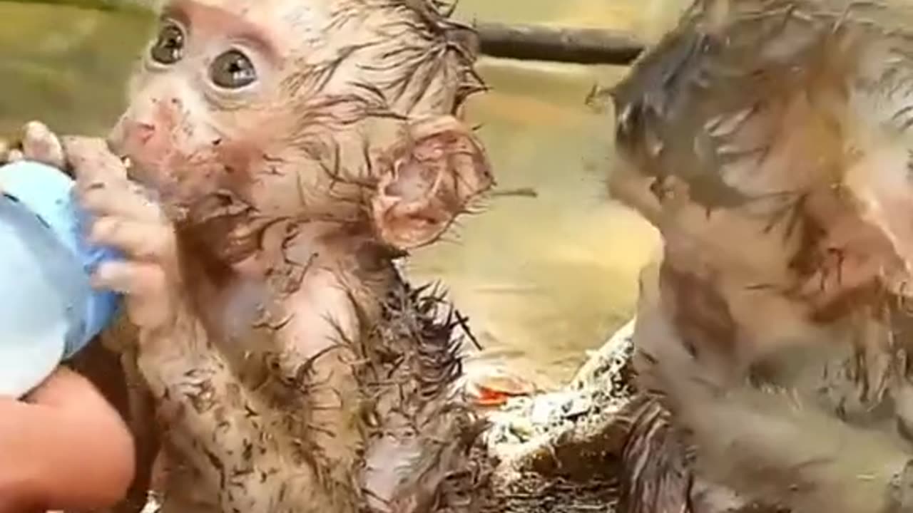 Baby monkey | Cute Animals | Cute monkey |